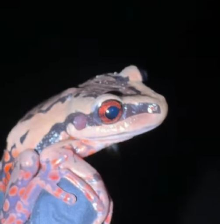 La rana tractor, en peligro de extinción, fue avistada en los Esteros del Iberá